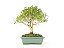 Bonsai  Serissa Chinesa 8 anos - Imagem 1