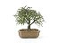 Bonsai Calliandra Rosa 5 Anos - Imagem 1