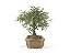 Bonsai Calliandra Rosa 5 Anos - Imagem 4
