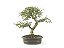 Bonsai Calliandra Rosa 8 Anos - Imagem 1