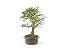 Bonsai Calliandra Rosa 8 Anos - Imagem 2
