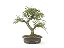 Bonsai Calliandra Rosa 8 Anos - Imagem 3