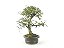 Bonsai Calliandra Rosa 8 Anos - Imagem 4