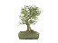 Bonsai Calliandra Branca 14 Anos - Imagem 1