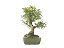 Bonsai Calliandra Branca 14 Anos - Imagem 2