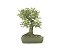 Bonsai Calliandra Branca 14 Anos - Imagem 3