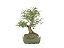 Bonsai Calliandra Branca 14 Anos - Imagem 4