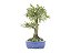 Bonsai Calliandra Branca 14 Anos - Imagem 4