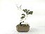 Bonsai Shimpaku Kishu 15 Anos - Imagem 2