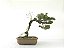 Bonsai Shimpaku Kishu 15 Anos - Imagem 3