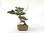 Bonsai Shimpaku Kishu 15 Anos - Imagem 4