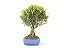 Bonsai Cereja 15 Anos - Imagem 4