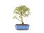 Bonsai Mini Goiaba 5 Anos - Imagem 1