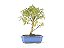Bonsai Mini Goiaba 5 Anos - Imagem 3