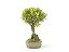 Bonsai Cereja 5 Anos - Imagem 4