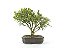 Bonsai Cereja 5 Anos - Imagem 1