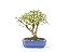 Bonsai Mini Goiaba 4 Anos - Imagem 1