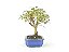 Bonsai Mini Goiaba 4 Anos - Imagem 2