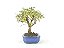 Bonsai Mini Goiaba 4 Anos - Imagem 4