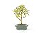 Bonsai Mini Goiaba 3 Anos - Imagem 1