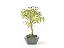 Bonsai Mini Goiaba 3 Anos - Imagem 4