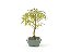 Bonsai Mini Goiaba 3 Anos - Imagem 2