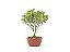 Bonsai Azaléia Satsuki 3 Anos - Imagem 1