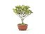 Bonsai Azaléia Satsuki 3 Anos - Imagem 3