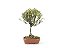 Bonsai Azaléia Satsuki 3 Anos - Imagem 1