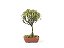 Bonsai Azaléia Satsuki 3 Anos - Imagem 3