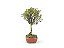 Bonsai Azaléia Satsuki 3 Anos - Imagem 4