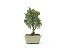 Bonsai Shimpaku Kishu 4 Anos - Imagem 1