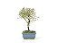 Bonsai  Serissa Rosa 2 anos - Imagem 3