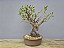 Bonsai Fícus Microcarpa 15 Anos - Imagem 2