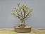 Bonsai Fícus Microcarpa 15 Anos - Imagem 3