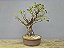 Bonsai Fícus Microcarpa 15 Anos - Imagem 4