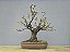 Bonsai Elaeagnus pungens 13 Anos - Imagem 1