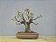 Bonsai Elaeagnus pungens 13 Anos - Imagem 3