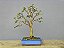 Bonsai Jabuticaba Sabará 12 Anos - Imagem 3