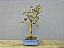 Bonsai Jabuticaba Sabará 12 Anos - Imagem 4