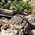 Massa Selante Cicatrizante Bonsai Coníferas 190g - Imagem 3