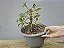 Pré Bonsai Fícus Organensis 7 Anos - Imagem 5