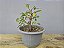 Pré Bonsai Fícus Organensis 7 Anos - Imagem 1