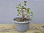 Pré Bonsai Fícus Organensis 7 Anos - Imagem 4