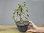 Pré Bonsai Fícus Organensis 7 Anos - Imagem 1