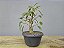 Pré Bonsai Fícus Organensis 7 Anos - Imagem 2