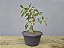 Pré Bonsai Fícus Organensis 7 Anos - Imagem 3