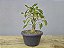 Pré Bonsai Fícus Organensis 7 Anos - Imagem 4