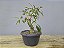 Pré Bonsai Fícus Organensis 7 Anos - Imagem 5