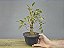 Pré Bonsai Fícus Organensis 7 Anos - Imagem 2